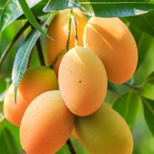 আম ১৪০ টাকা কেজি ১০ কেজি ১৪০০